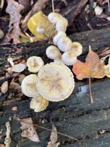 Mycena inclinata