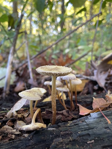 Mycena inclinata (Photo 3 of 3)