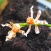 Oncidium toachicum - Photo (c) Juank Espin, all rights reserved, uploaded by Juank Espin