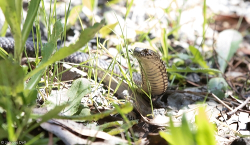 Highlands Copperhead sighting