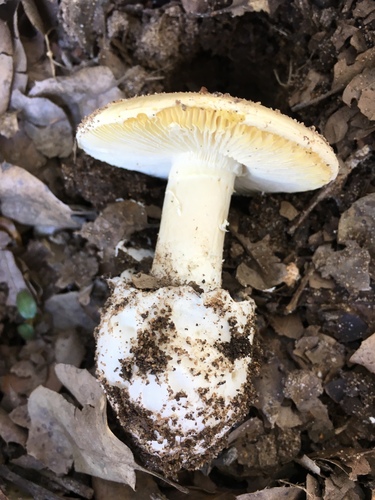 Western Destroying Angel