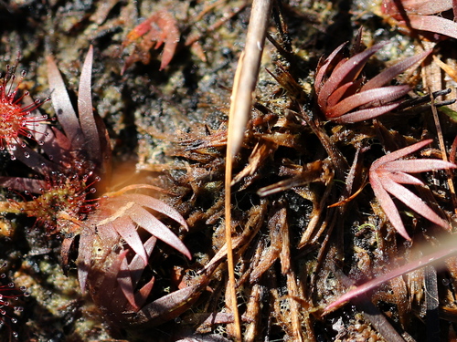 Xyris flabelliformis Chapm.