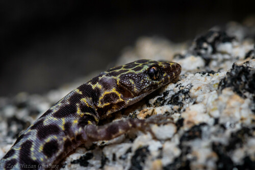Granite Night Lizard
