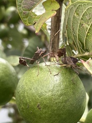 Leptoglossus concolor image