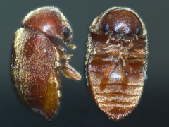 cigarette beetle australia Beetles Control, Get Rid of Tobacco Beetles How to identify and get
