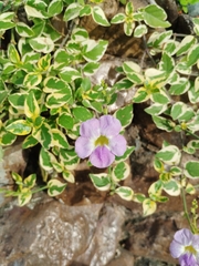 Asystasia gangetica image