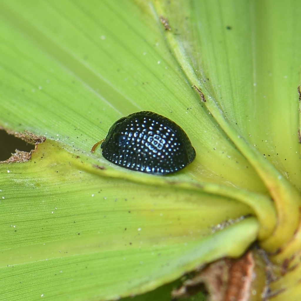 Palmetto Tortoise Beetle from Quail Heights, FL 33177, USA on October ...