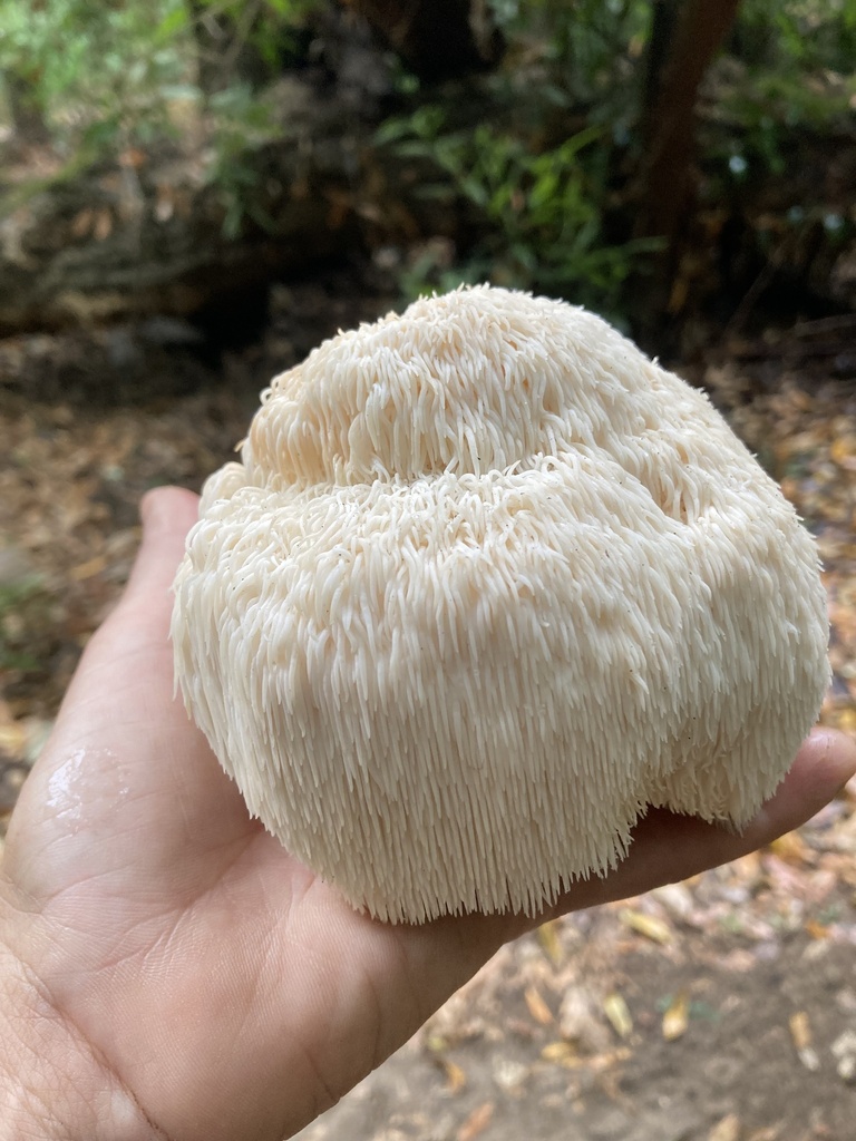 Lion S Mane Mushroom In October 2023 By Heyfrench INaturalist   Large 