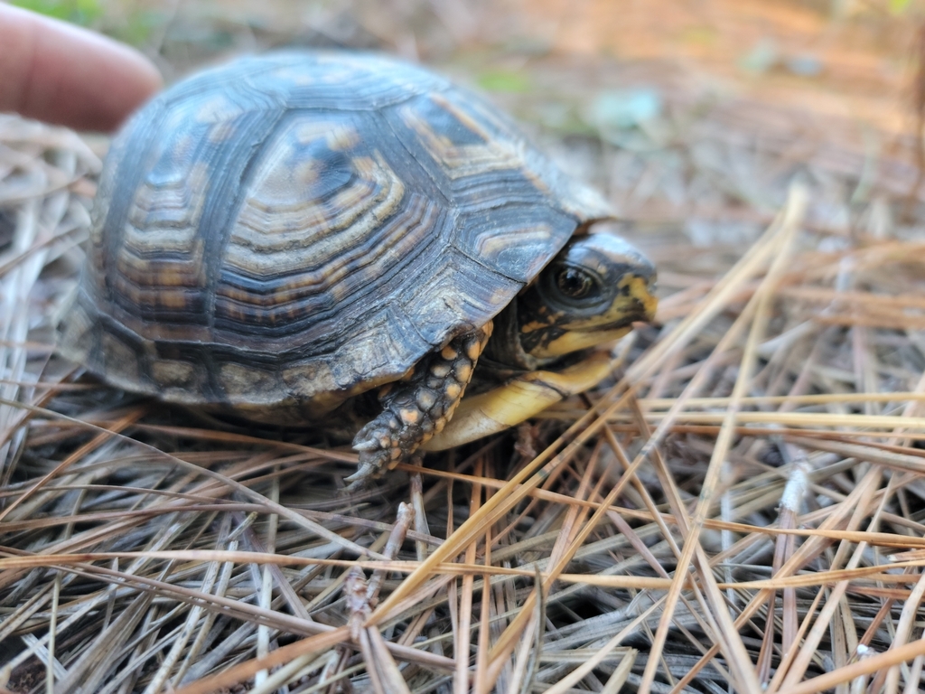 Common Box Turtle in October 2023 by Candace Harrell · iNaturalist