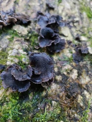 Resupinatus trichotis