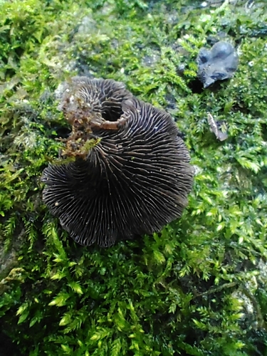 Resupinatus trichotis (Photo 2 of 2)