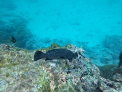Broomtail Grouper