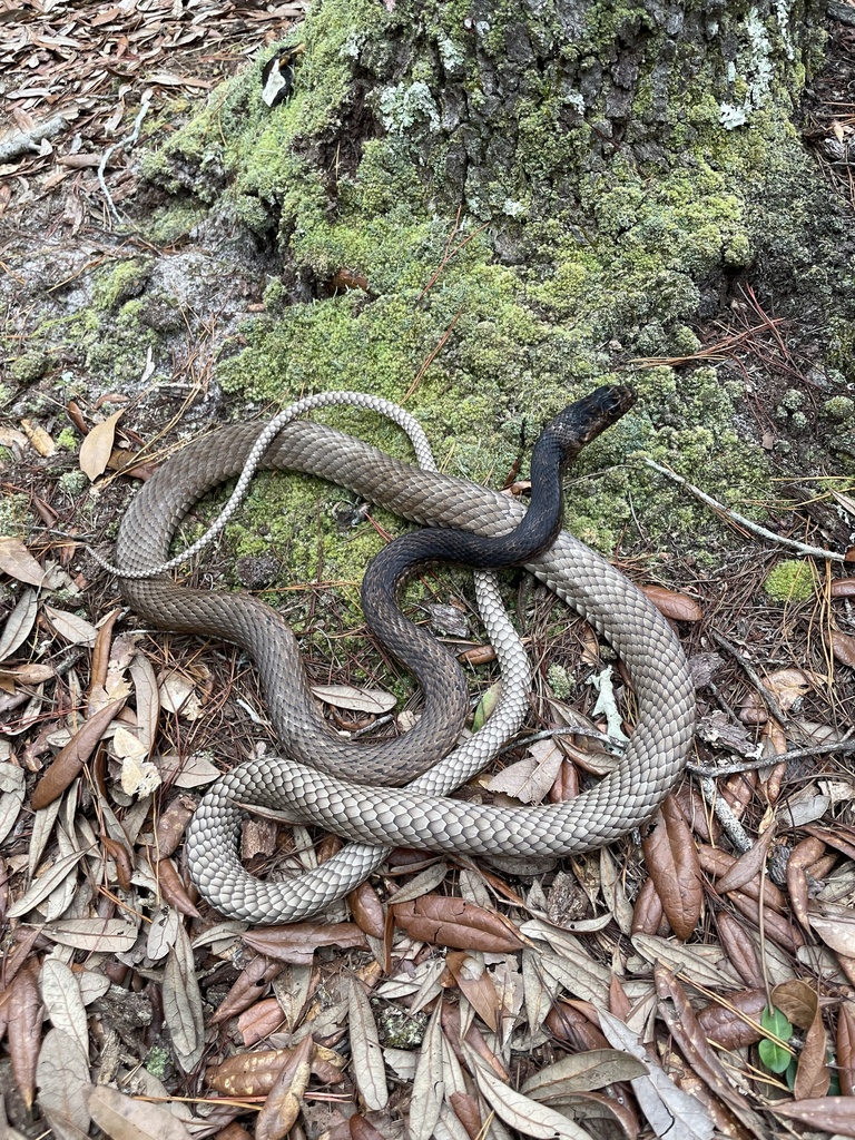 Coachwhip in October 2023 by Dylan Beck · iNaturalist