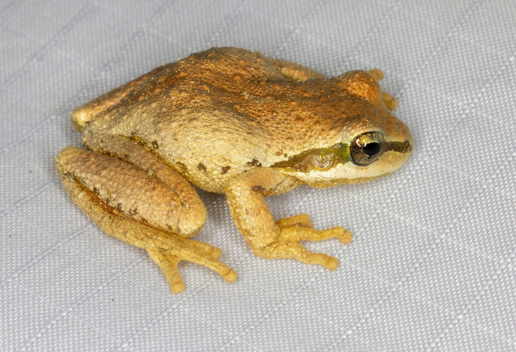 Sierran Tree Frog from Napa County, CA, USA on October 20, 2023 at 01: ...