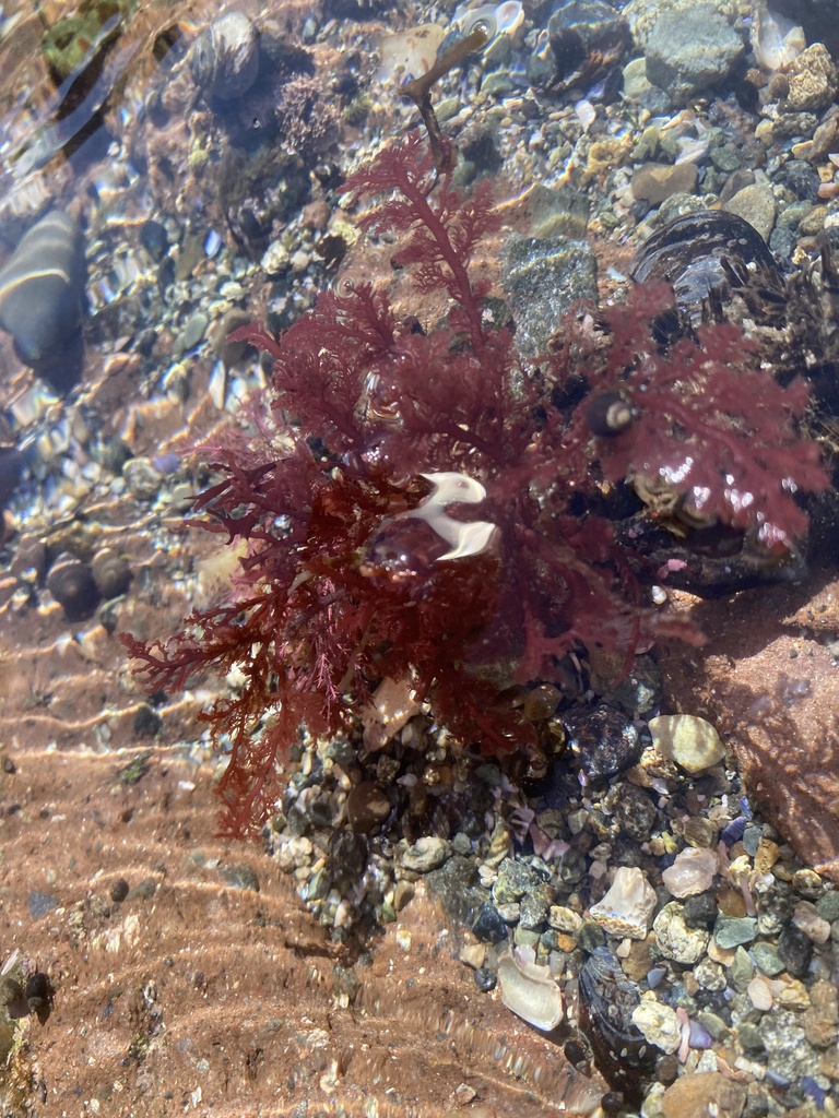 Plocamium from N El Camino Real, San Clemente, CA, US on October 14 ...