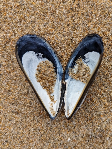 Blue Mussel