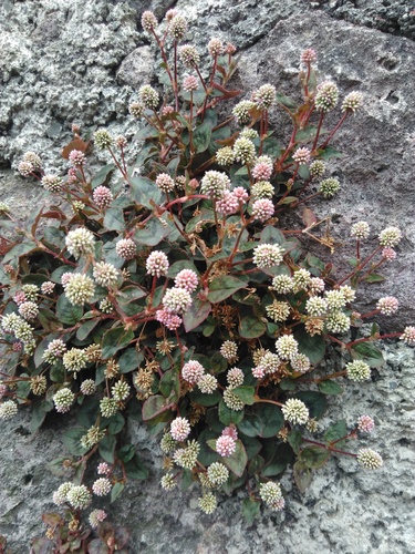 pink knotweed