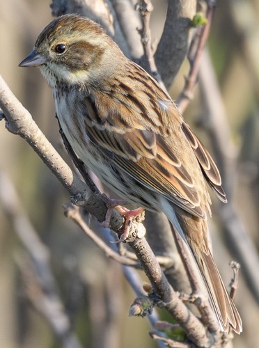 Black-faced Bunting