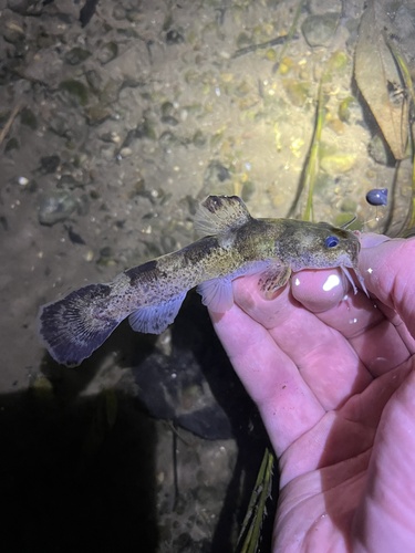 Brindled Madtom