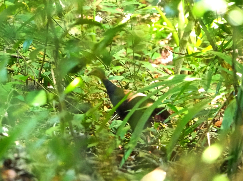 Typical Megapodes from มาเลเซีย on October 19, 2023 at 10:01 AM by ...