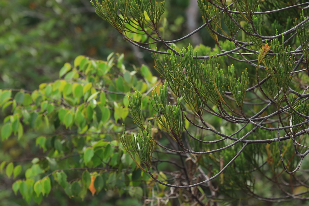 Dacrydium beccarii (Dacrydium beccarii)