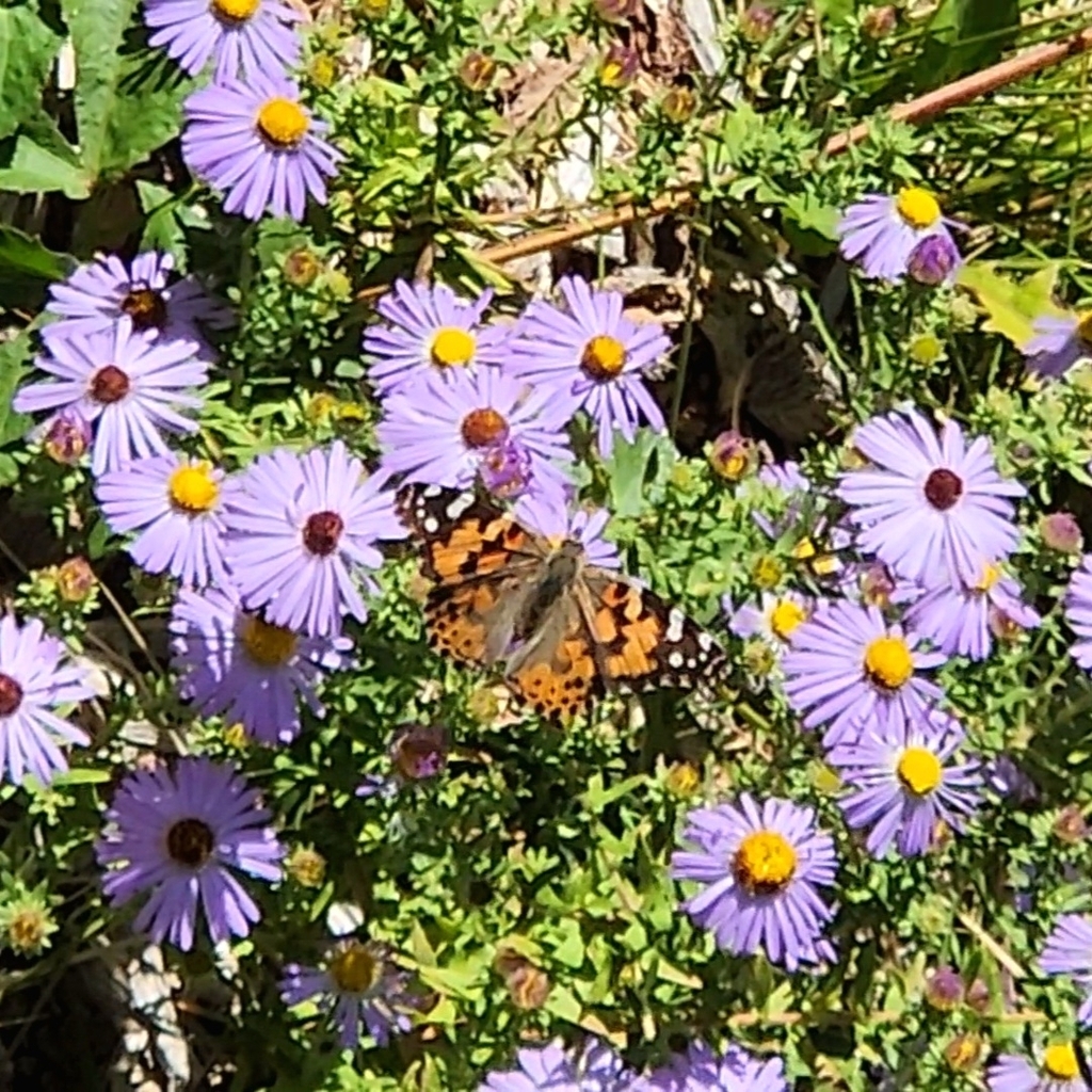 Painted Lady from Beverly Estates, Overland Park, KS 66207, USA on