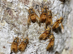Image of Parachartergus colobopterus