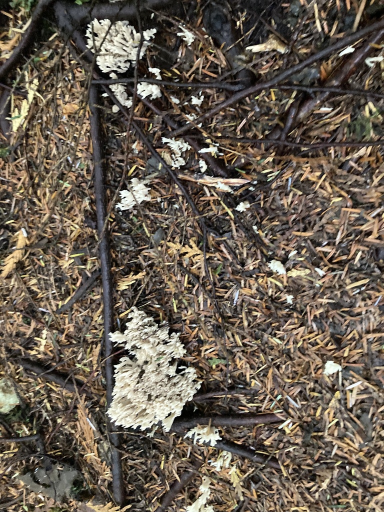 mushrooms-bracket-fungi-puffballs-and-allies-from-cypress-park-west