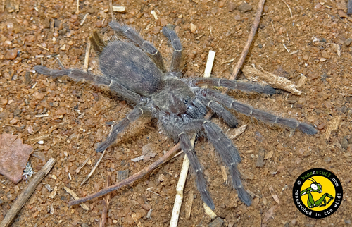 Heterothele spinipes