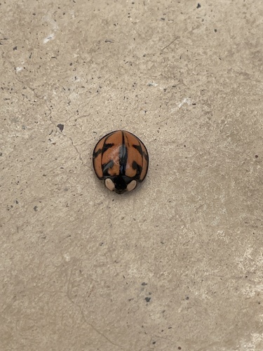 Aiolocaria hexaspilota