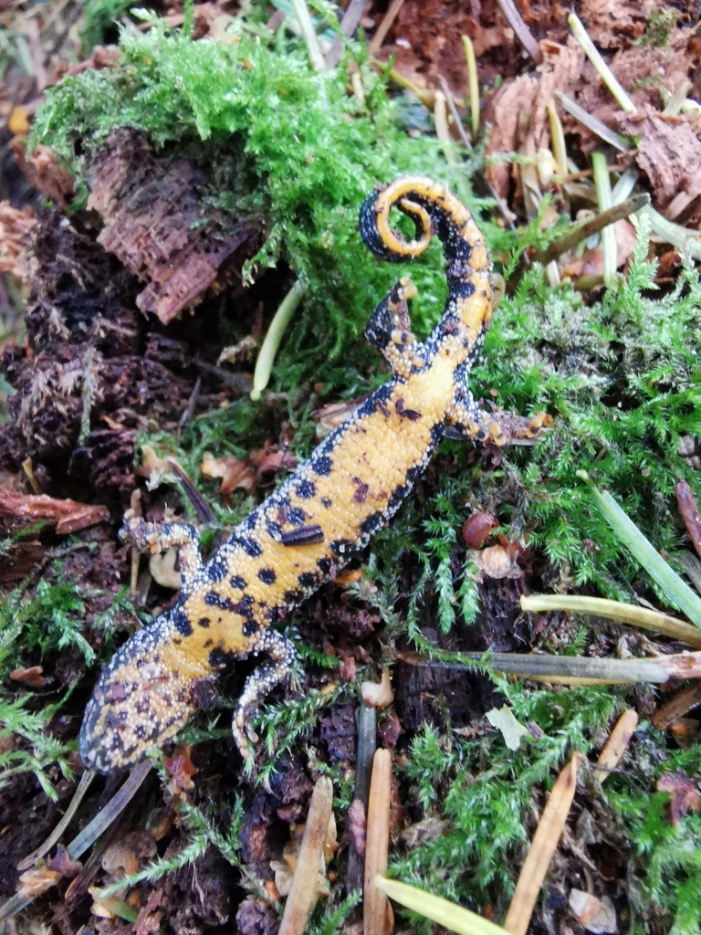 Great Crested Newt from Ry, 8680 Ry, Danmark on October 23, 2023 at 10: ...