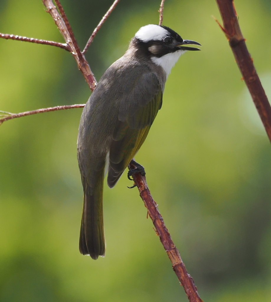 Light-vented Bulbul in September 2023 by S Dowell · iNaturalist