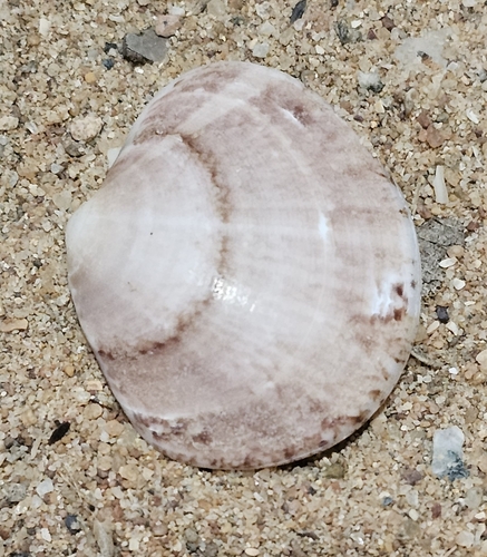 Sunetta Scripta Sunetta subquadrata · iNaturalist