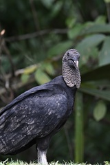 Coragyps atratus image