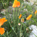 Mexican Gold Poppy - Photo (c) Magan Lersch, all rights reserved, uploaded by Magan Lersch