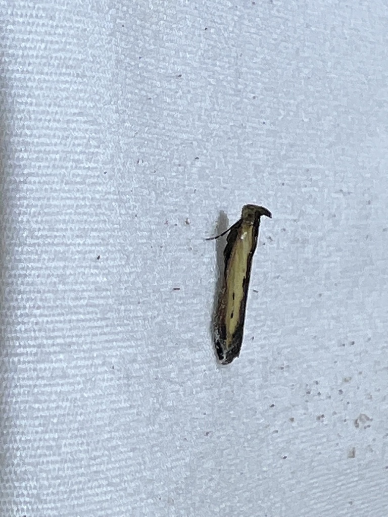 Lesser Cornstalk Borer Moth from Lyndale St, Kingsville, TX, US on ...