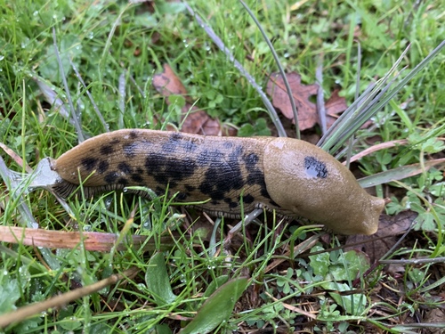 iNaturalist observation photo of Banana Slugs
