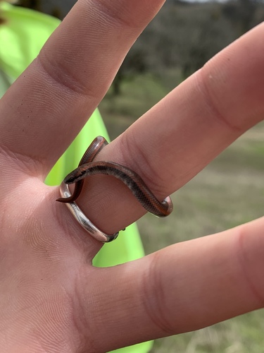 iNaturalist observation photo of Common Sharp-tailed Snake