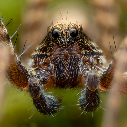 Common Forest Wolf Spider Complex