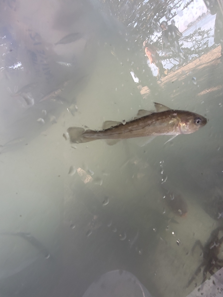 Pacific Tomcod from Bodega Bay, CA 94923, USA on October 15, 2023 at 03 ...