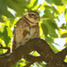 North Indian Spotted Owl - Photo (c) David Beadle, all rights reserved, uploaded by David Beadle