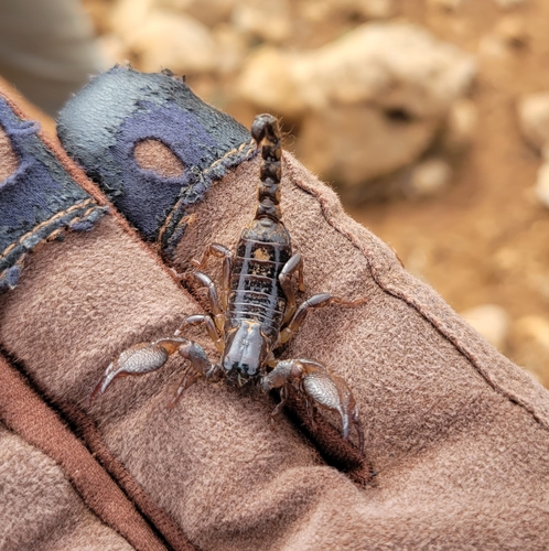 Scorpio iznassen · iNaturalist