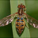 Toxomerus mosaicus - Photo (c) RAP, all rights reserved, uploaded by RAP