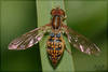 Hover Flies - Photo (c) RAP, all rights reserved, uploaded by RAP