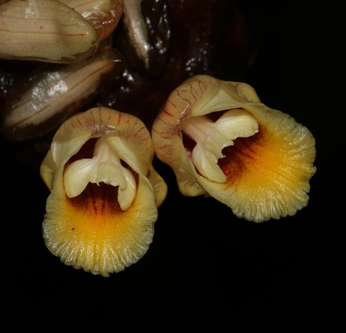 Amomum echinocarpum