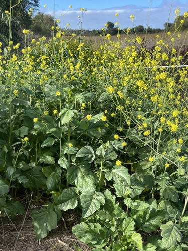iNaturalist observation photo of mustard family