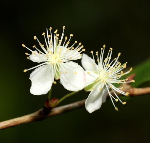 Surinam cherry