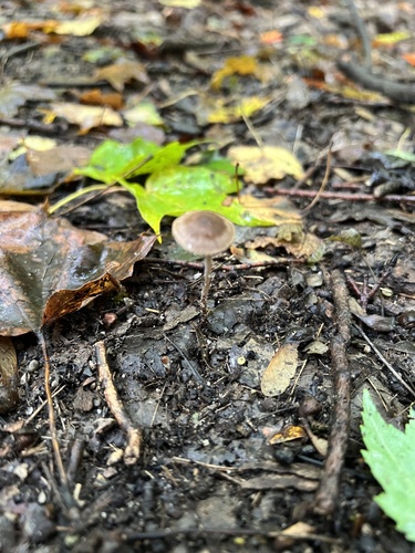 Agaricineae