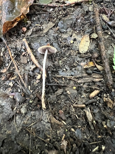 Agaricineae (Photo 2 of 4)
