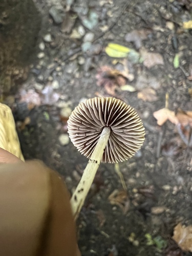 Agaricineae (Photo 3 of 4)